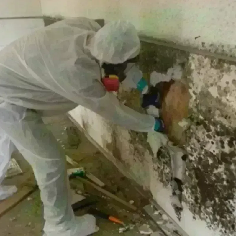 Mold Remediation and Removal in Dutch Harbor, AK